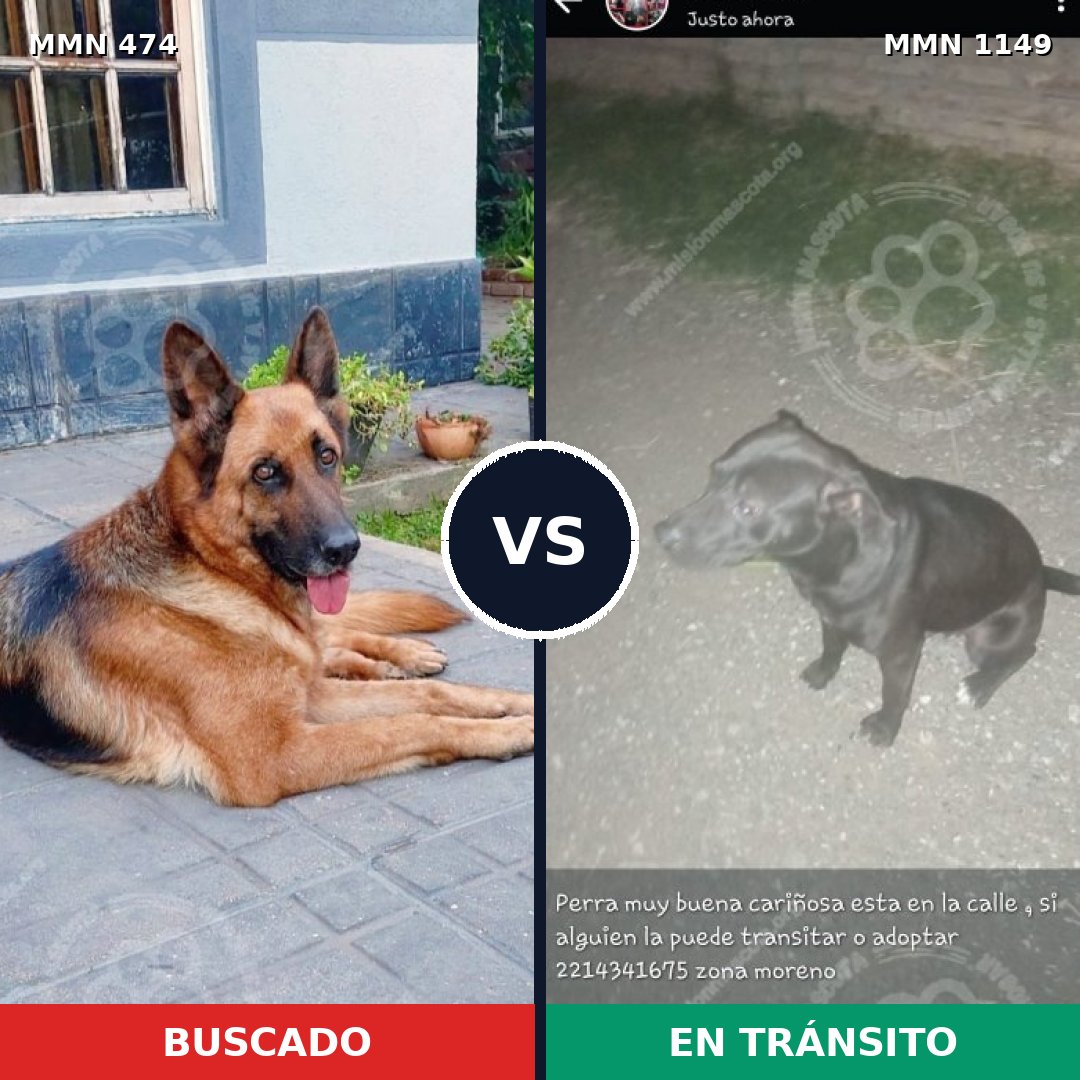Comparativa MMS 17217: mascota perdida y mascota encontrada, 24% de similitud
