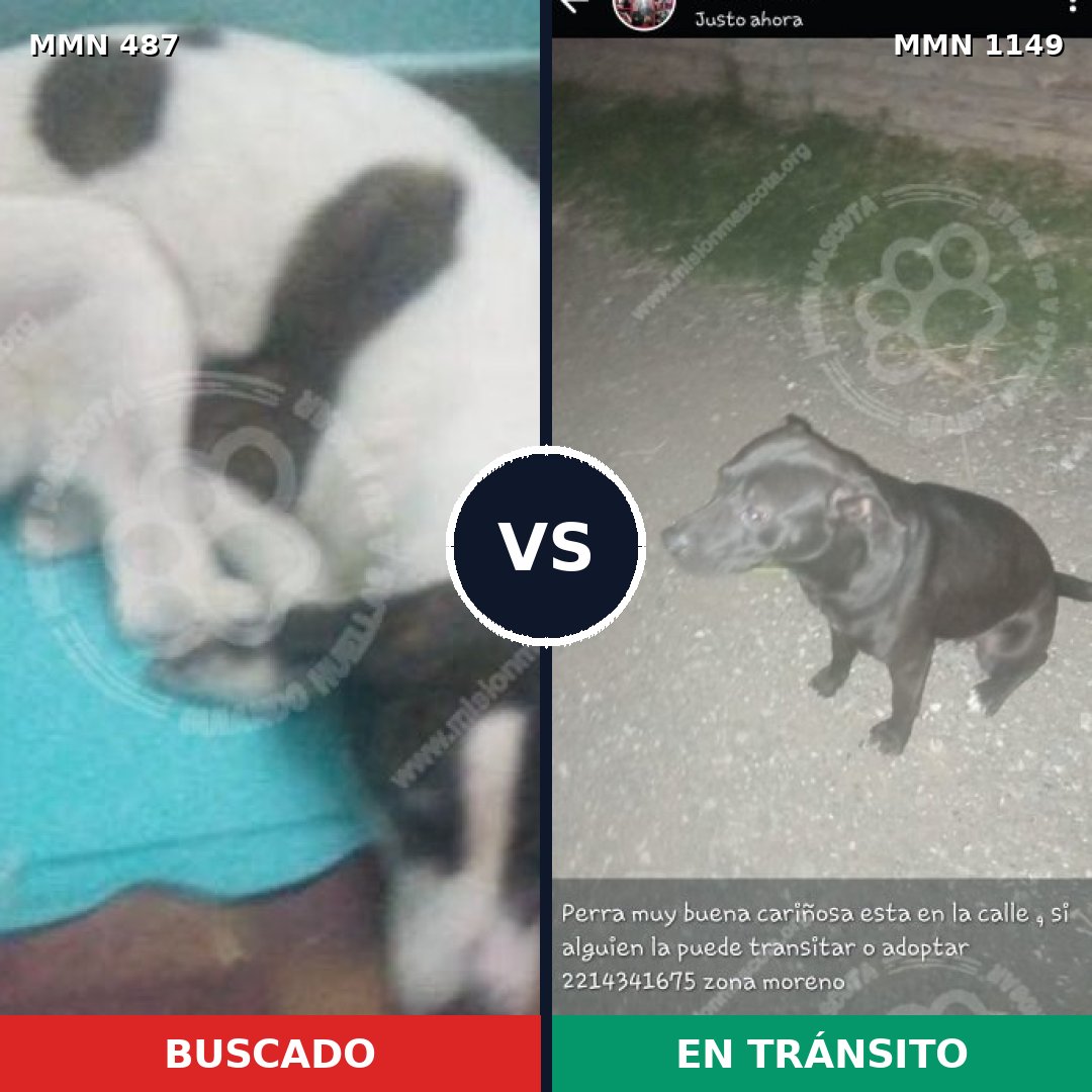 Comparativa MMS 17218: mascota perdida y mascota encontrada, 42% de similitud