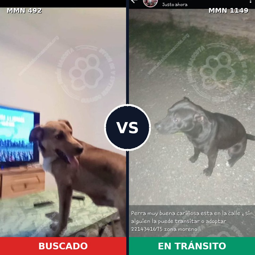 Comparativa MMS 17219: mascota perdida y mascota encontrada, 28% de similitud