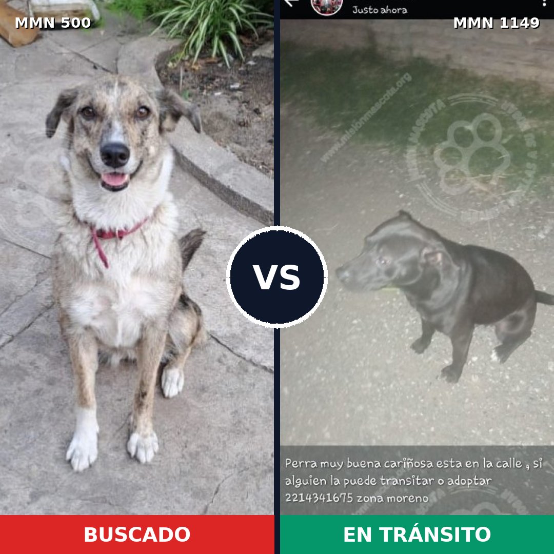 Comparativa MMS 17220: mascota perdida y mascota encontrada, 31% de similitud