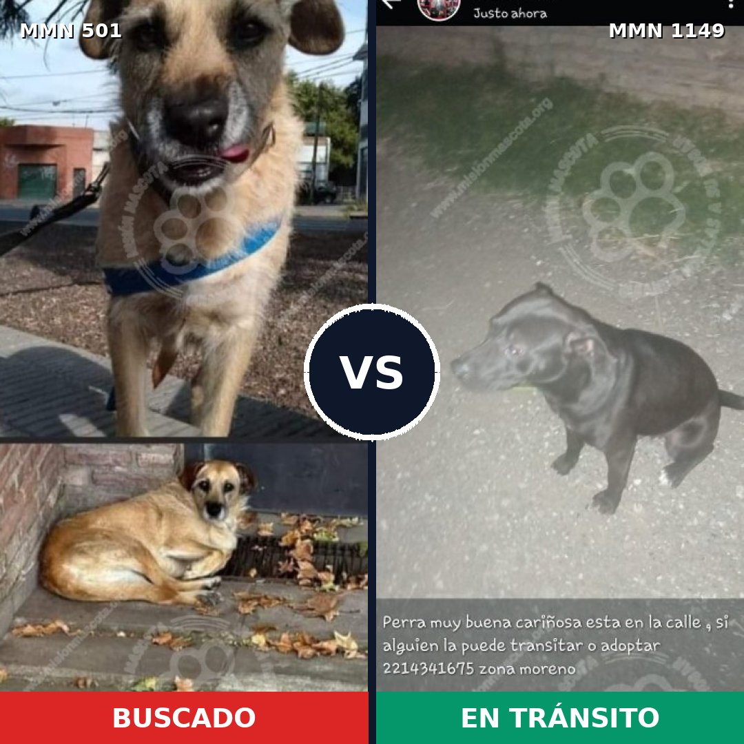 Comparativa MMS 17221: mascota perdida y mascota encontrada, 47% de similitud