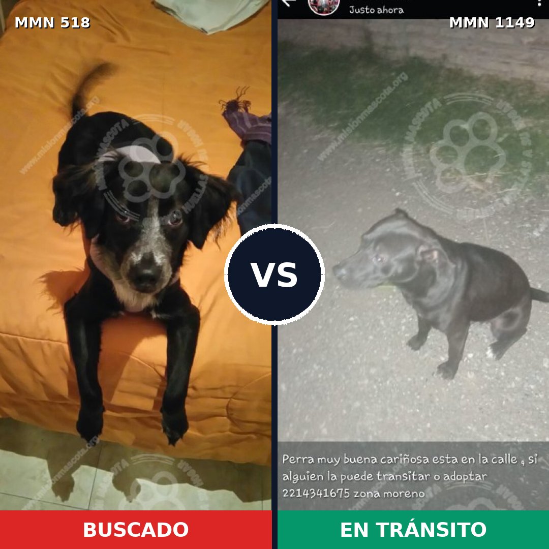Comparativa MMS 17222: mascota perdida y mascota encontrada, 39% de similitud