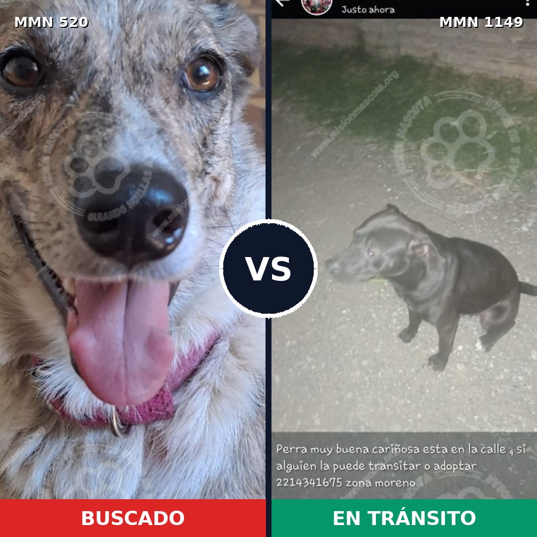 Comparativa MMS 17223: mascota perdida y mascota encontrada, 41% de similitud