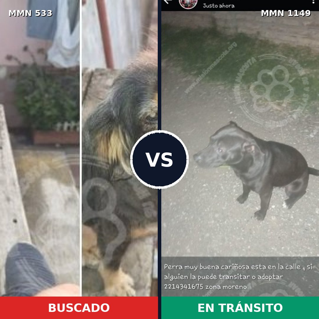Comparativa MMS 17224: mascota perdida y mascota encontrada, 46% de similitud