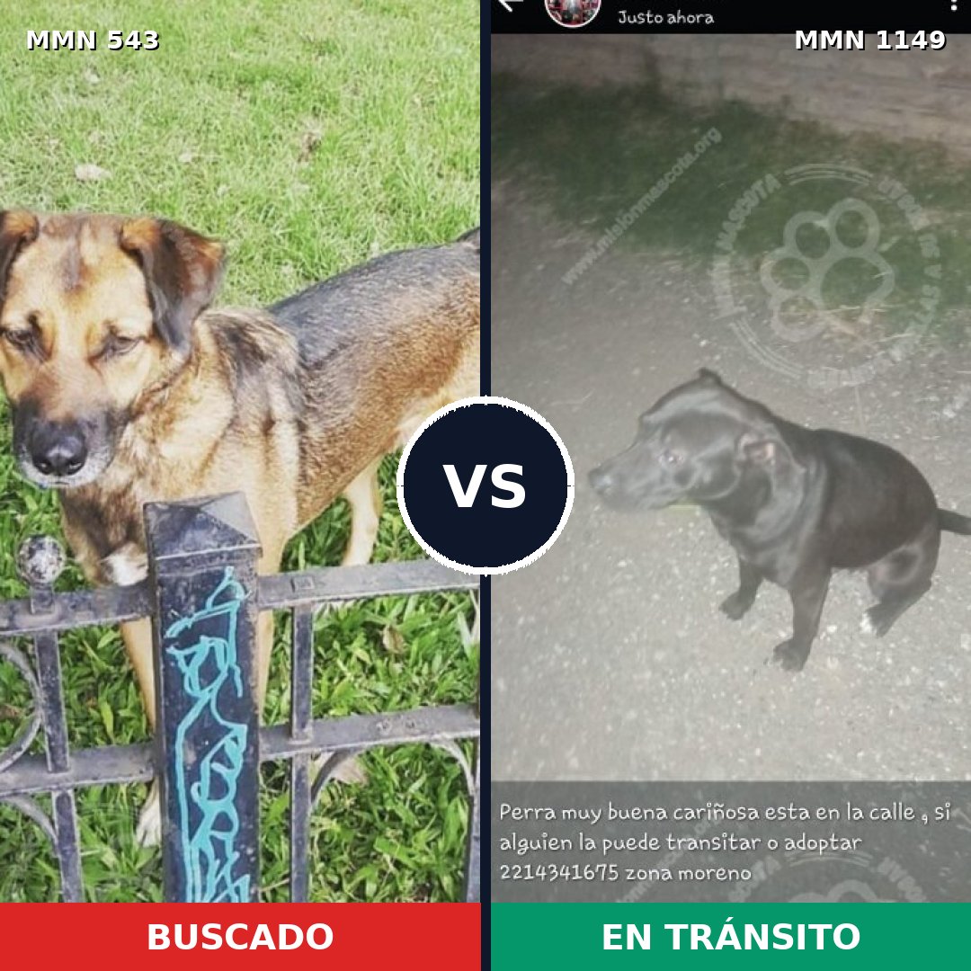 Comparativa MMS 17225: mascota perdida y mascota encontrada, 37% de similitud