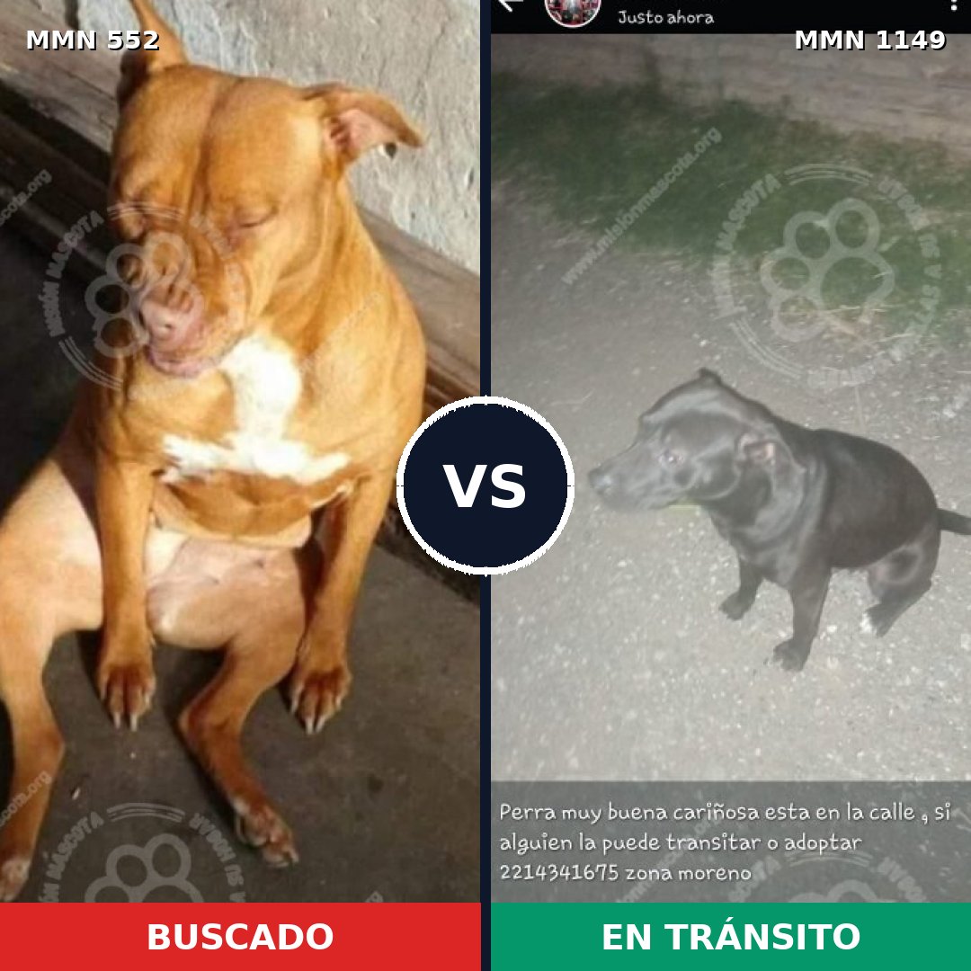 Comparativa MMS 17226: mascota perdida y mascota encontrada, 17% de similitud