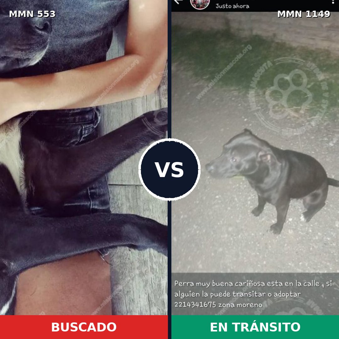 Comparativa MMS 17227: mascota perdida y mascota encontrada, 49% de similitud