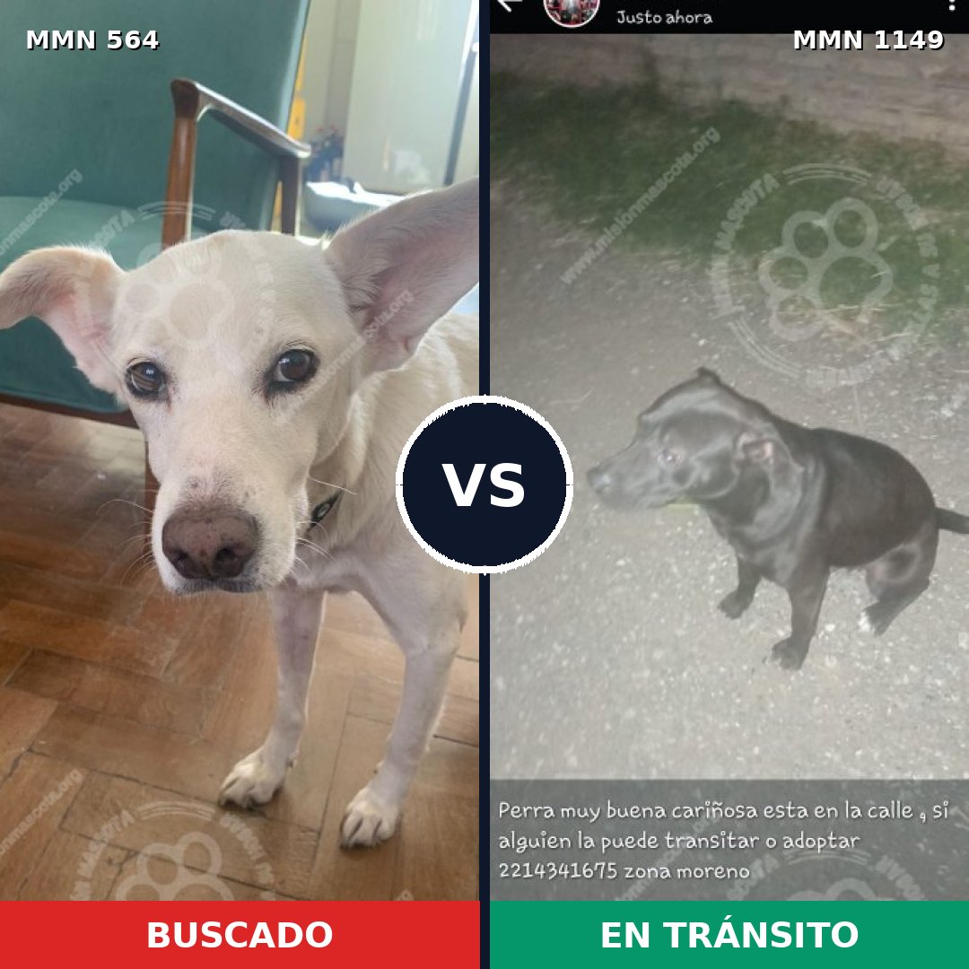 Comparativa MMS 17228: mascota perdida y mascota encontrada, 35% de similitud
