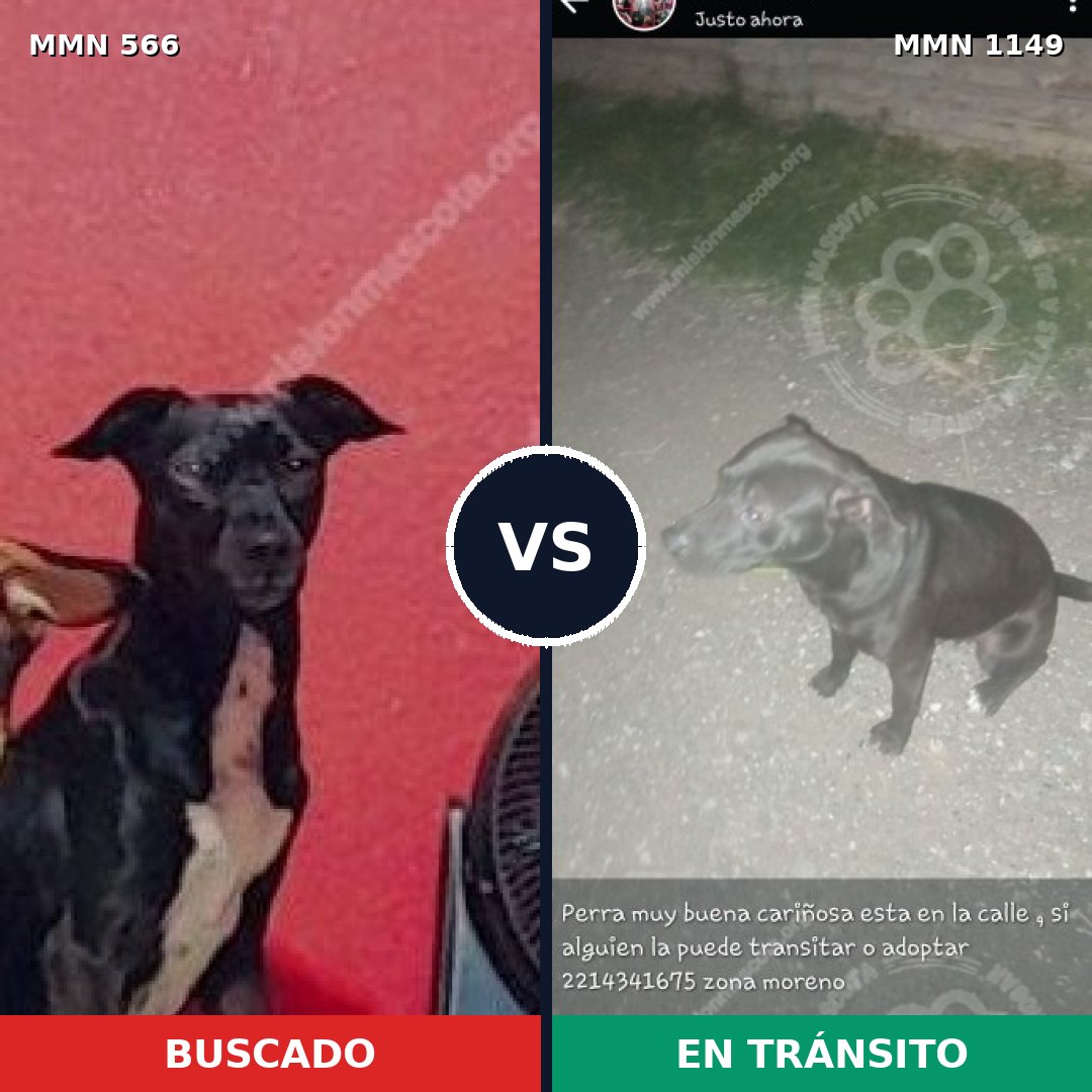 Comparativa MMS 17229: mascota perdida y mascota encontrada, 55% de similitud