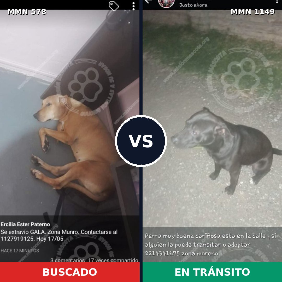 Comparativa MMS 17230: mascota perdida y mascota encontrada, 28% de similitud