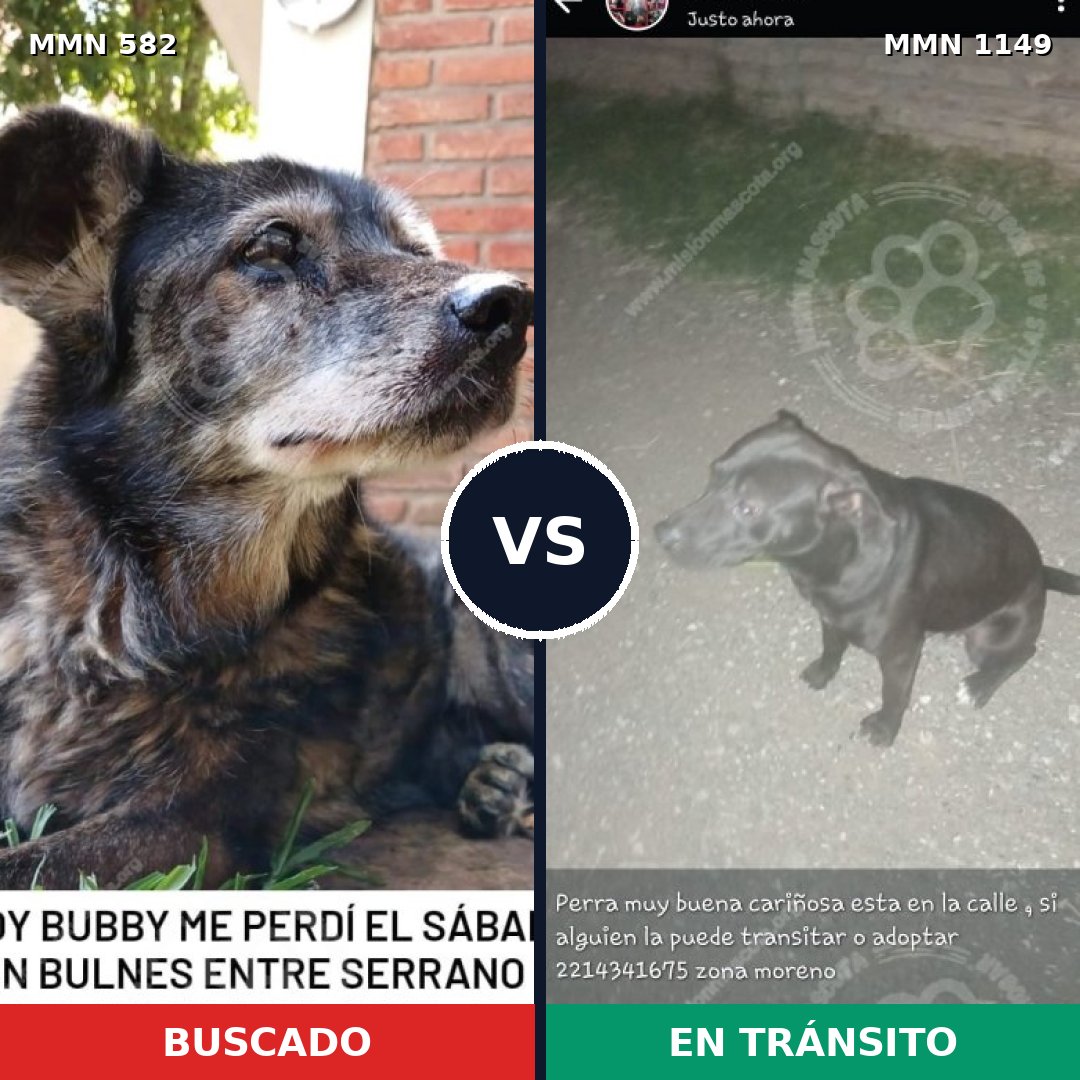 Comparativa MMS 17231: mascota perdida y mascota encontrada, 46% de similitud