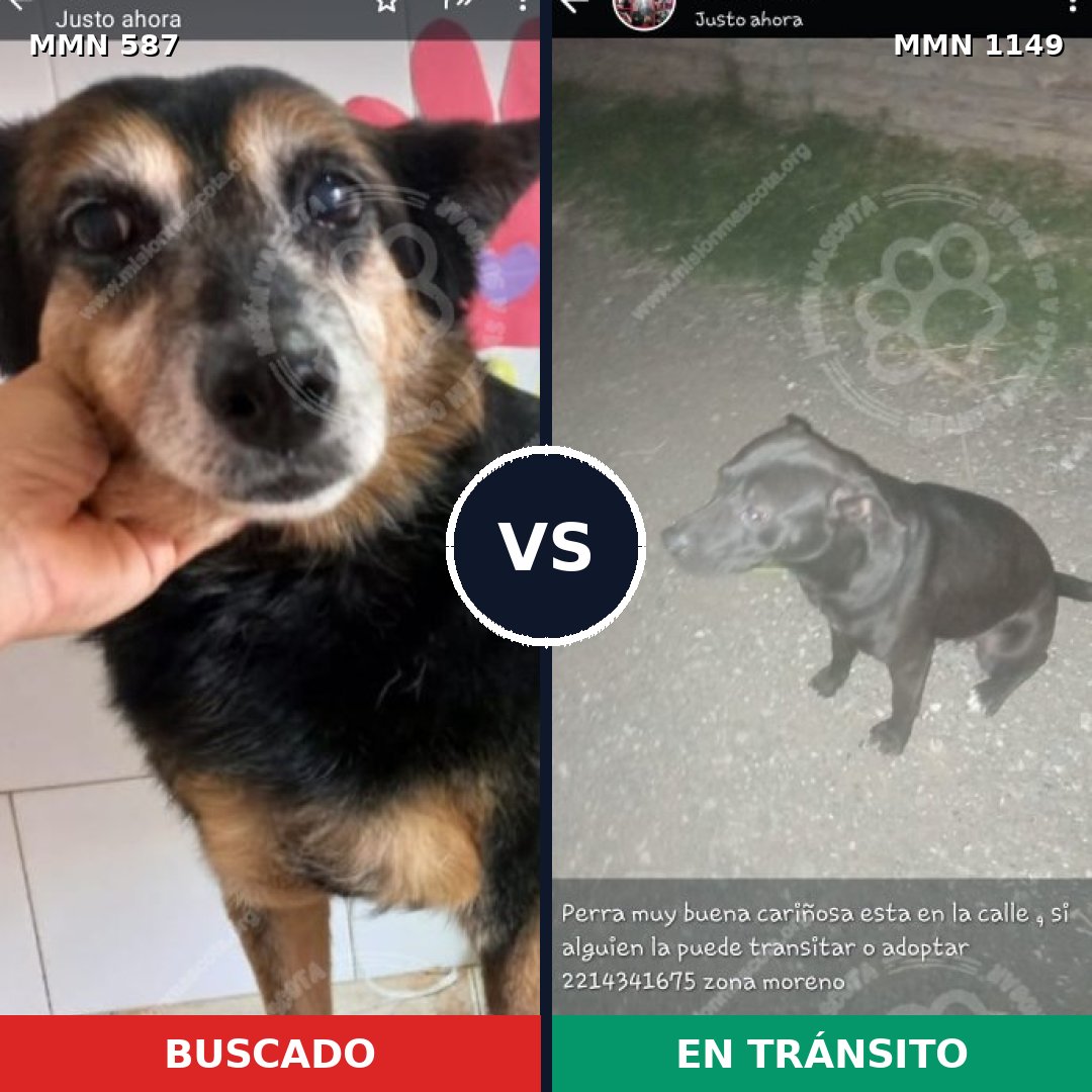 Comparativa MMS 17232: mascota perdida y mascota encontrada, 45% de similitud