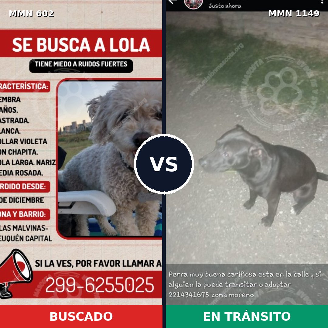 Comparativa MMS 17233: mascota perdida y mascota encontrada, 8% de similitud
