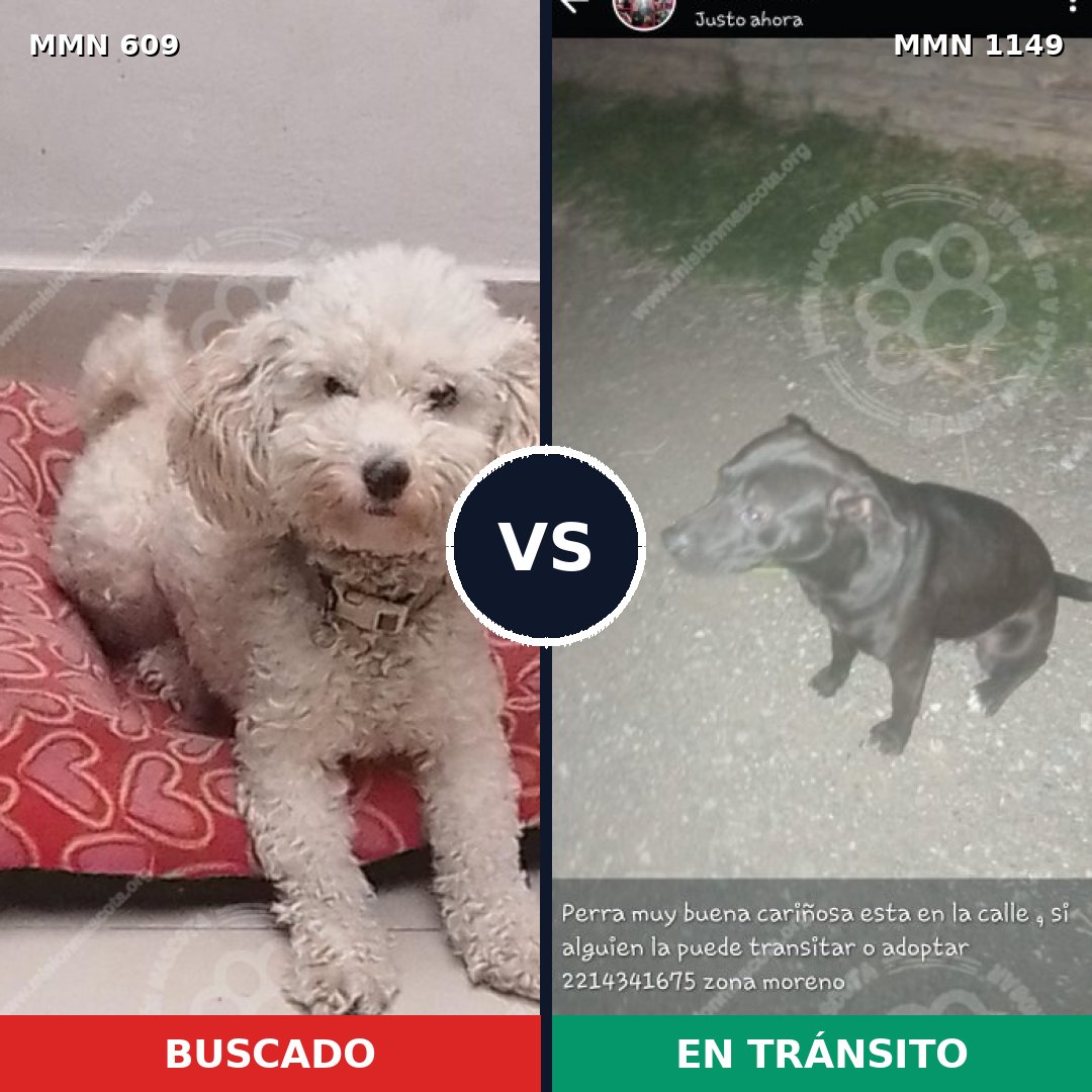 Comparativa MMS 17234: mascota perdida y mascota encontrada, 48% de similitud