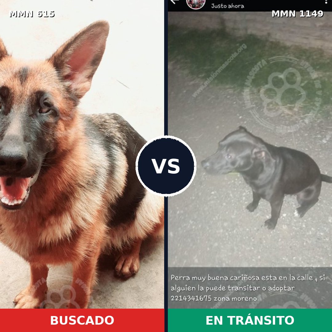 Comparativa MMS 17235: mascota perdida y mascota encontrada, 33% de similitud