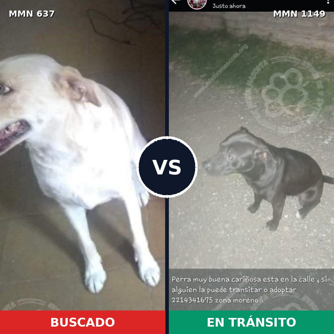 Comparativa MMS 17237: mascota perdida y mascota encontrada, 12% de similitud