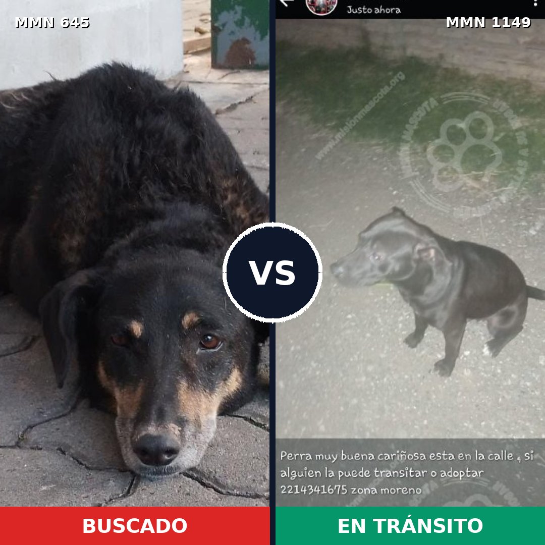 Comparativa MMS 17238: mascota perdida y mascota encontrada, 34% de similitud