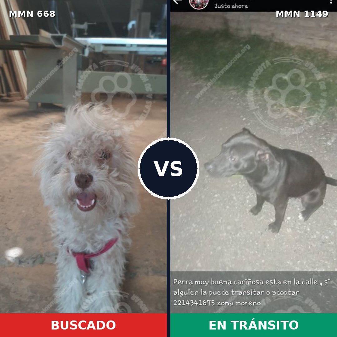 Comparativa MMS 17239: mascota perdida y mascota encontrada, 48% de similitud