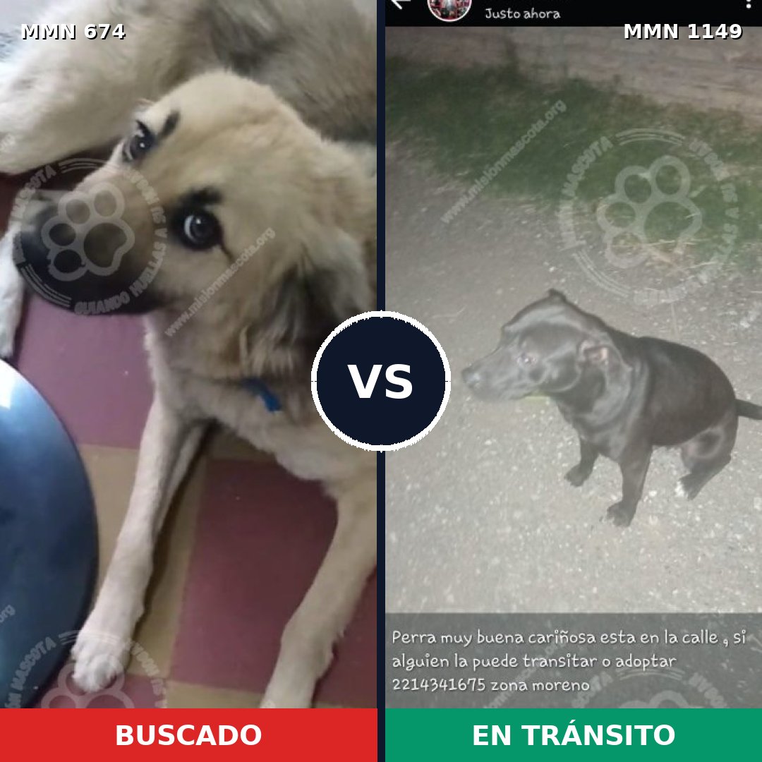 Comparativa MMS 17240: mascota perdida y mascota encontrada, 47% de similitud