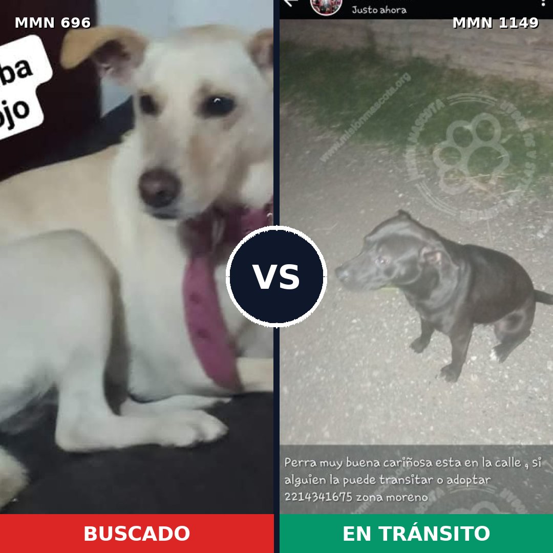 Comparativa MMS 17241: mascota perdida y mascota encontrada, 46% de similitud