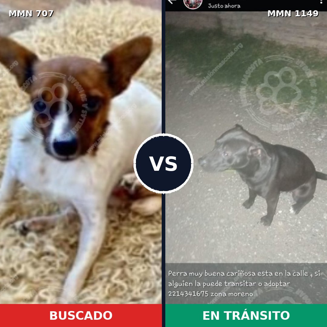 Comparativa MMS 17242: mascota perdida y mascota encontrada, 26% de similitud