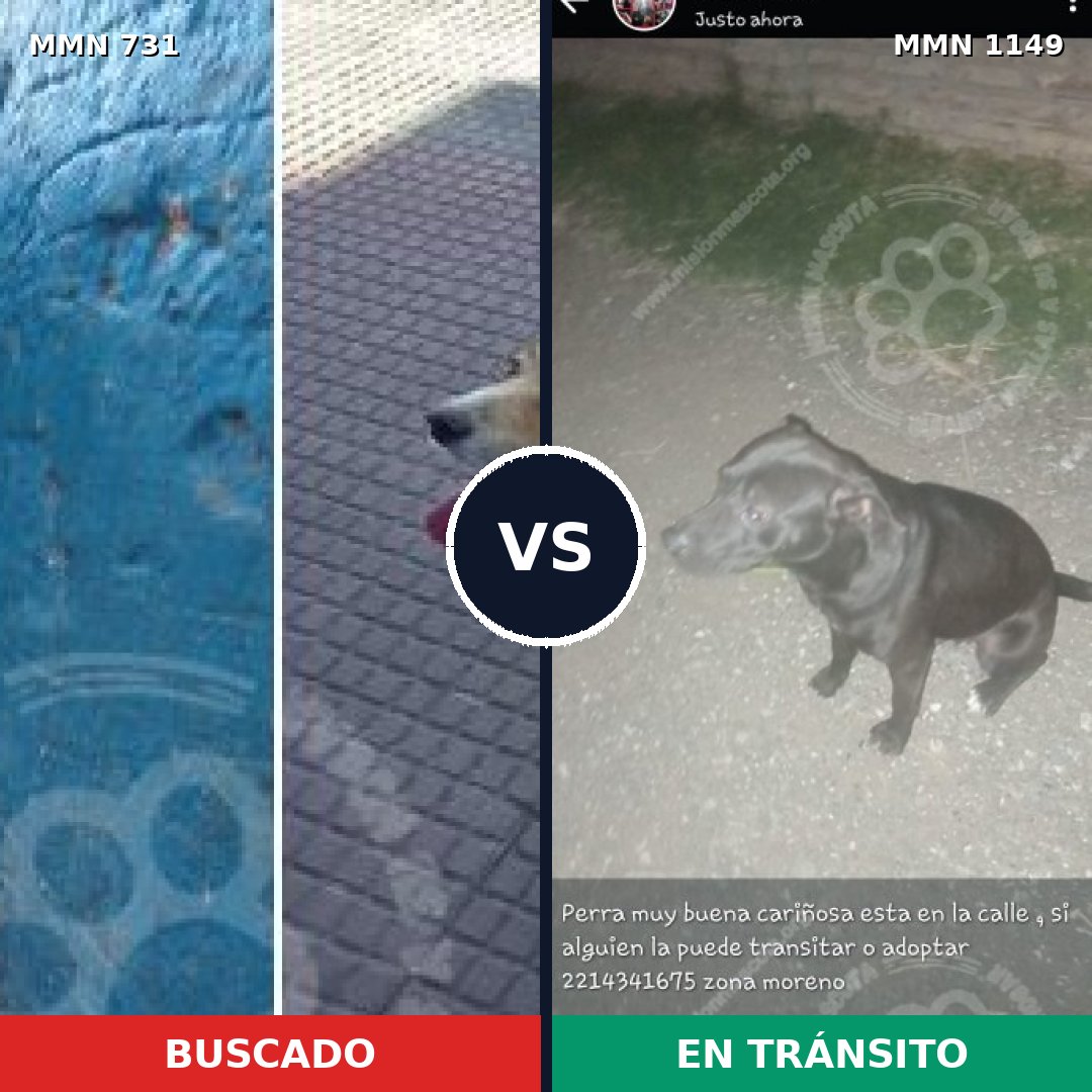 Comparativa MMS 17244: mascota perdida y mascota encontrada, 39% de similitud