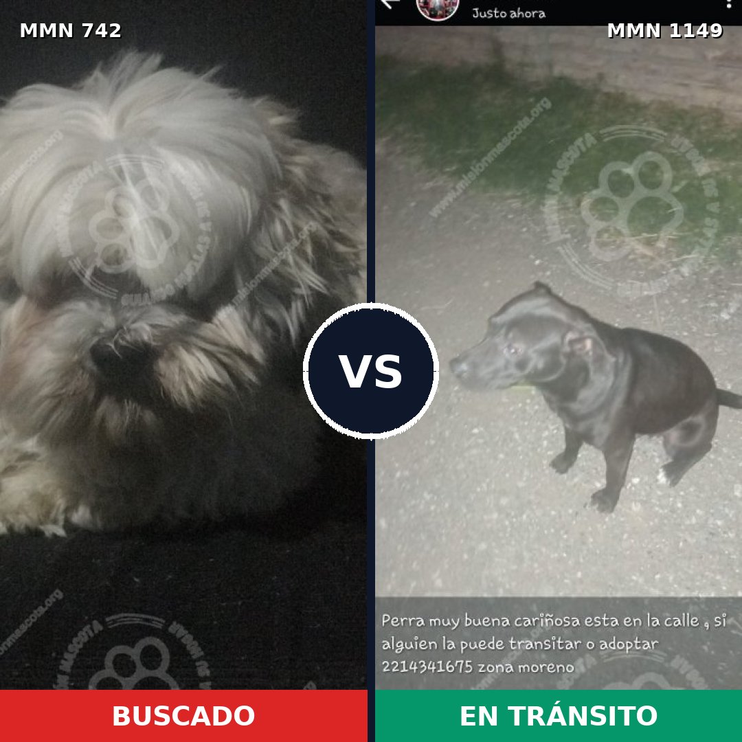 Comparativa MMS 17245: mascota perdida y mascota encontrada, 36% de similitud