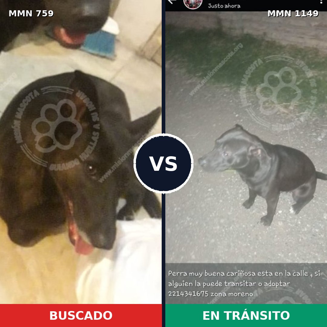 Comparativa MMS 17246: mascota perdida y mascota encontrada, 64% de similitud