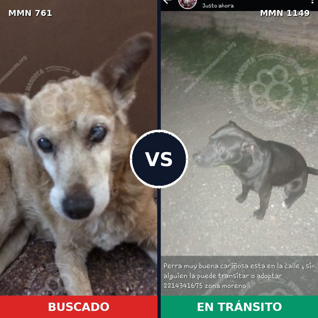 Comparativa MMS 17247: mascota perdida y mascota encontrada, 38% de similitud