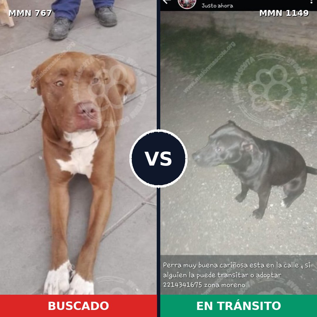 Comparativa MMS 17248: mascota perdida y mascota encontrada, 46% de similitud