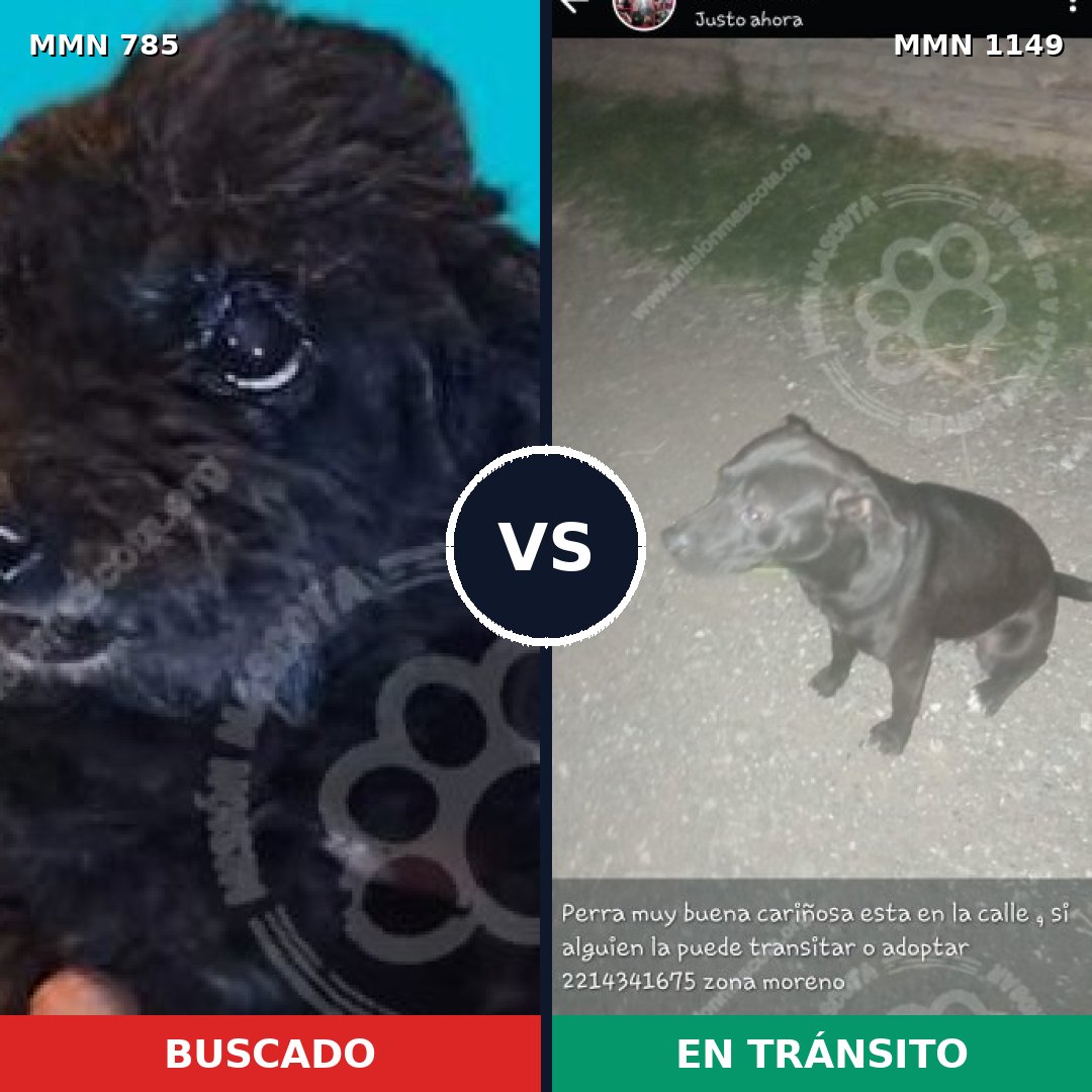 Comparativa MMS 17251: mascota perdida y mascota encontrada, 26% de similitud