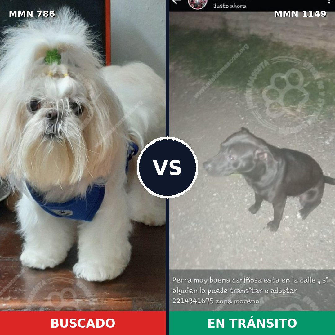 Comparativa MMS 17252: mascota perdida y mascota encontrada, 27% de similitud