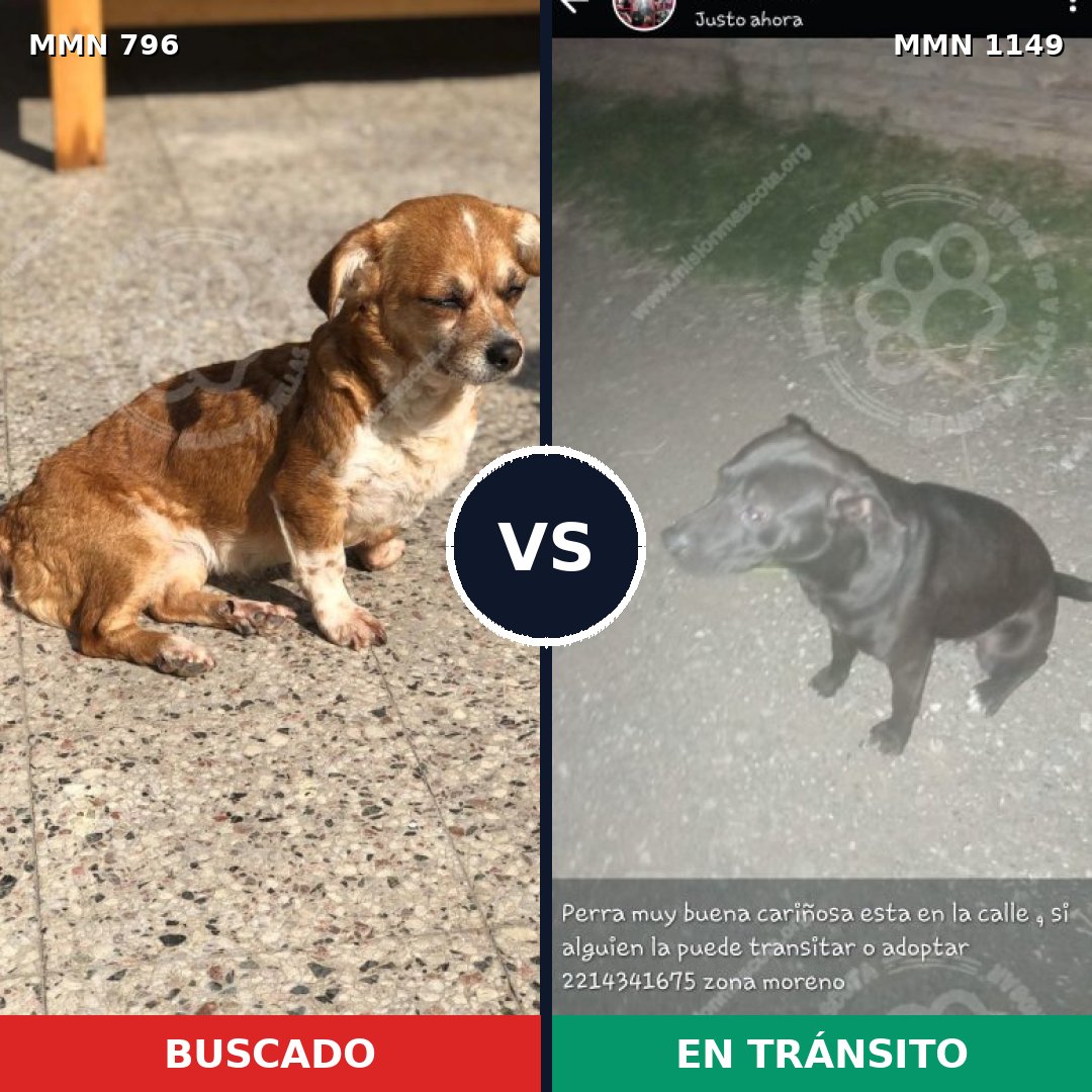 Comparativa MMS 17253: mascota perdida y mascota encontrada, 38% de similitud