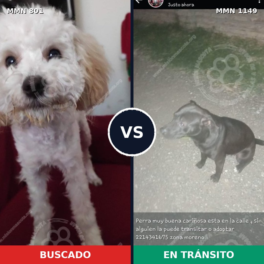 Comparativa MMS 17254: mascota perdida y mascota encontrada, 37% de similitud