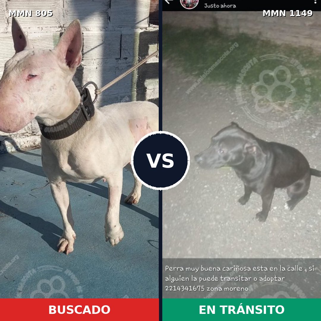 Comparativa MMS 17255: mascota perdida y mascota encontrada, 33% de similitud