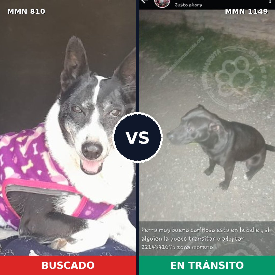 Comparativa MMS 17256: mascota perdida y mascota encontrada, 56% de similitud