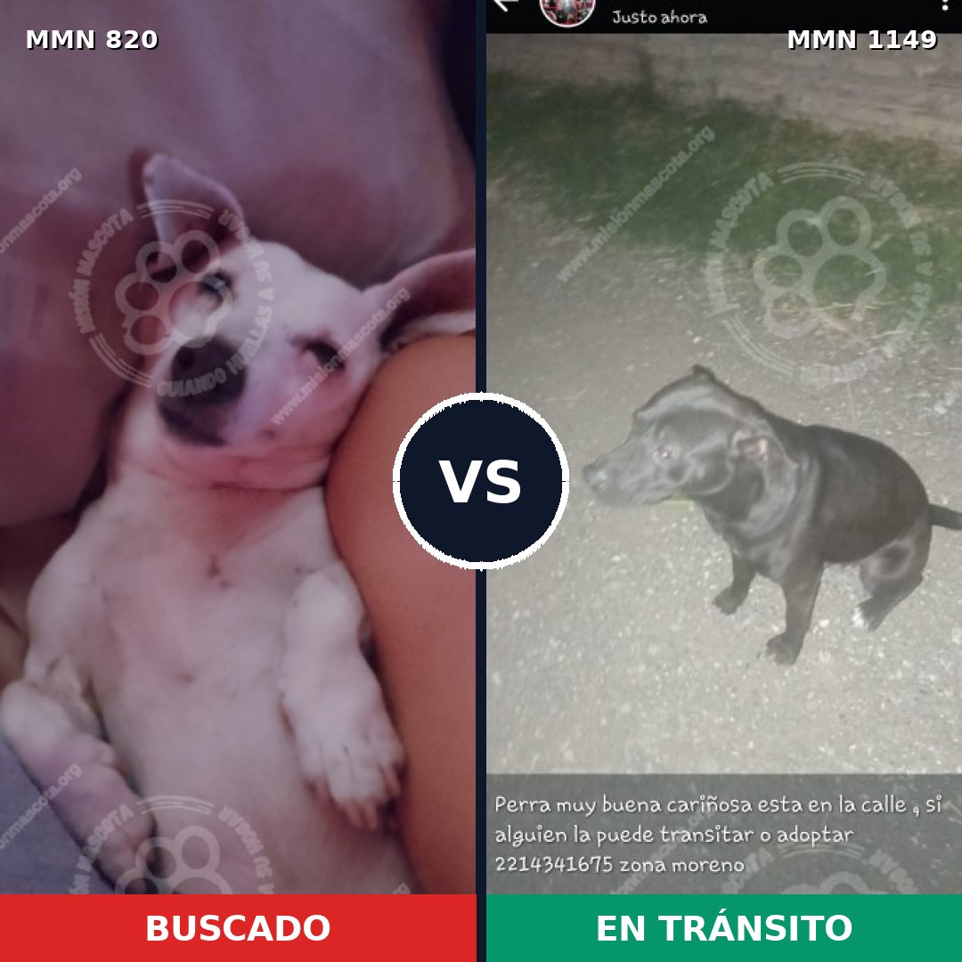 Comparativa MMS 17257: mascota perdida y mascota encontrada, 38% de similitud