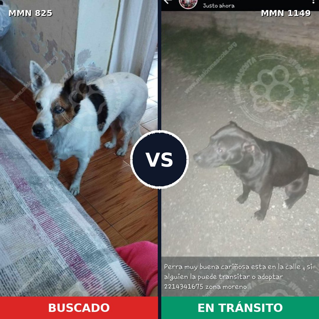 Comparativa MMS 17259: mascota perdida y mascota encontrada, 48% de similitud