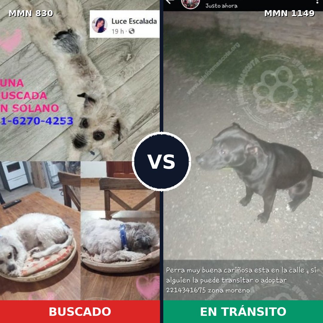Comparativa MMS 17260: mascota perdida y mascota encontrada, 32% de similitud