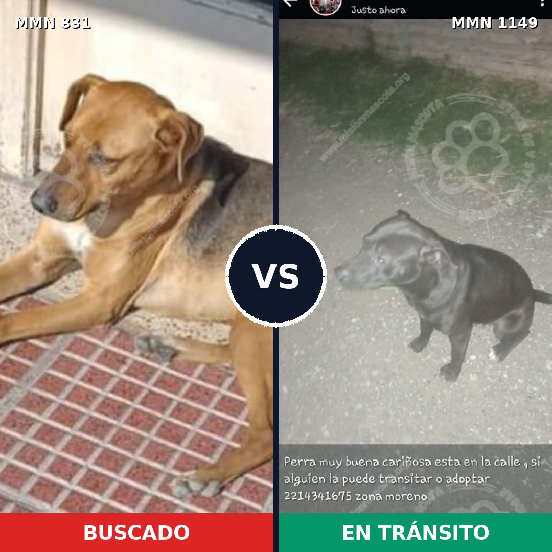Comparativa MMS 17261: mascota perdida y mascota encontrada, 54% de similitud