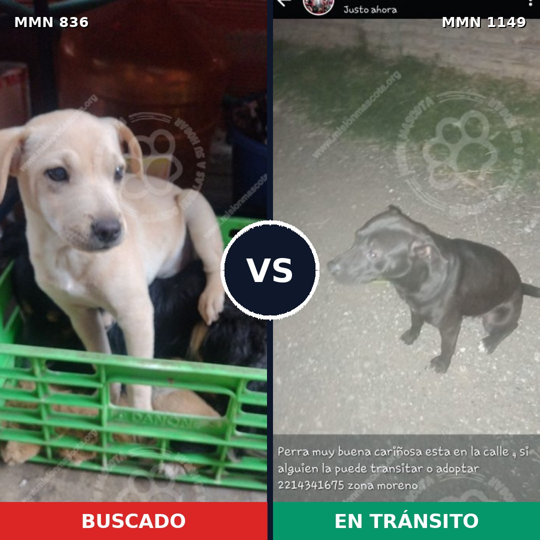Comparativa MMS 17263: mascota perdida y mascota encontrada, 64% de similitud
