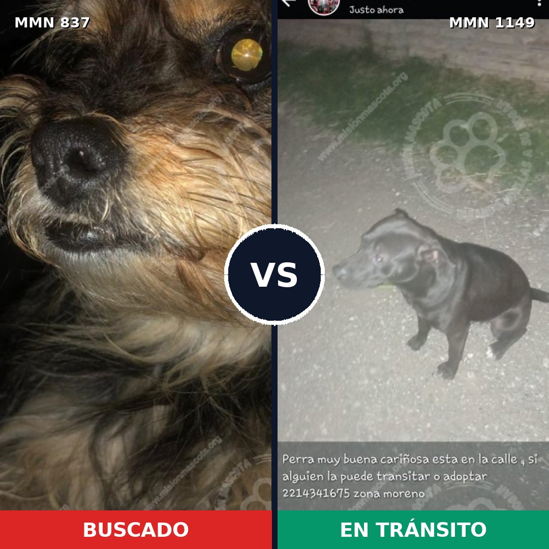 Comparativa MMS 17264: mascota perdida y mascota encontrada, 57% de similitud