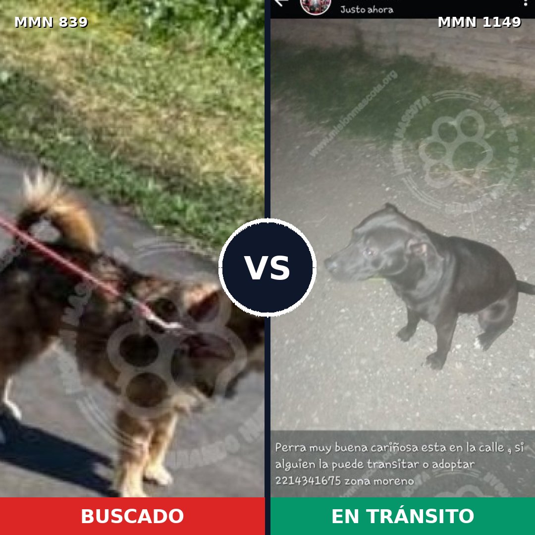 Comparativa MMS 17265: mascota perdida y mascota encontrada, 34% de similitud