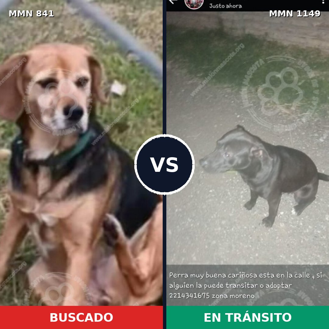 Comparativa MMS 17266: mascota perdida y mascota encontrada, 44% de similitud