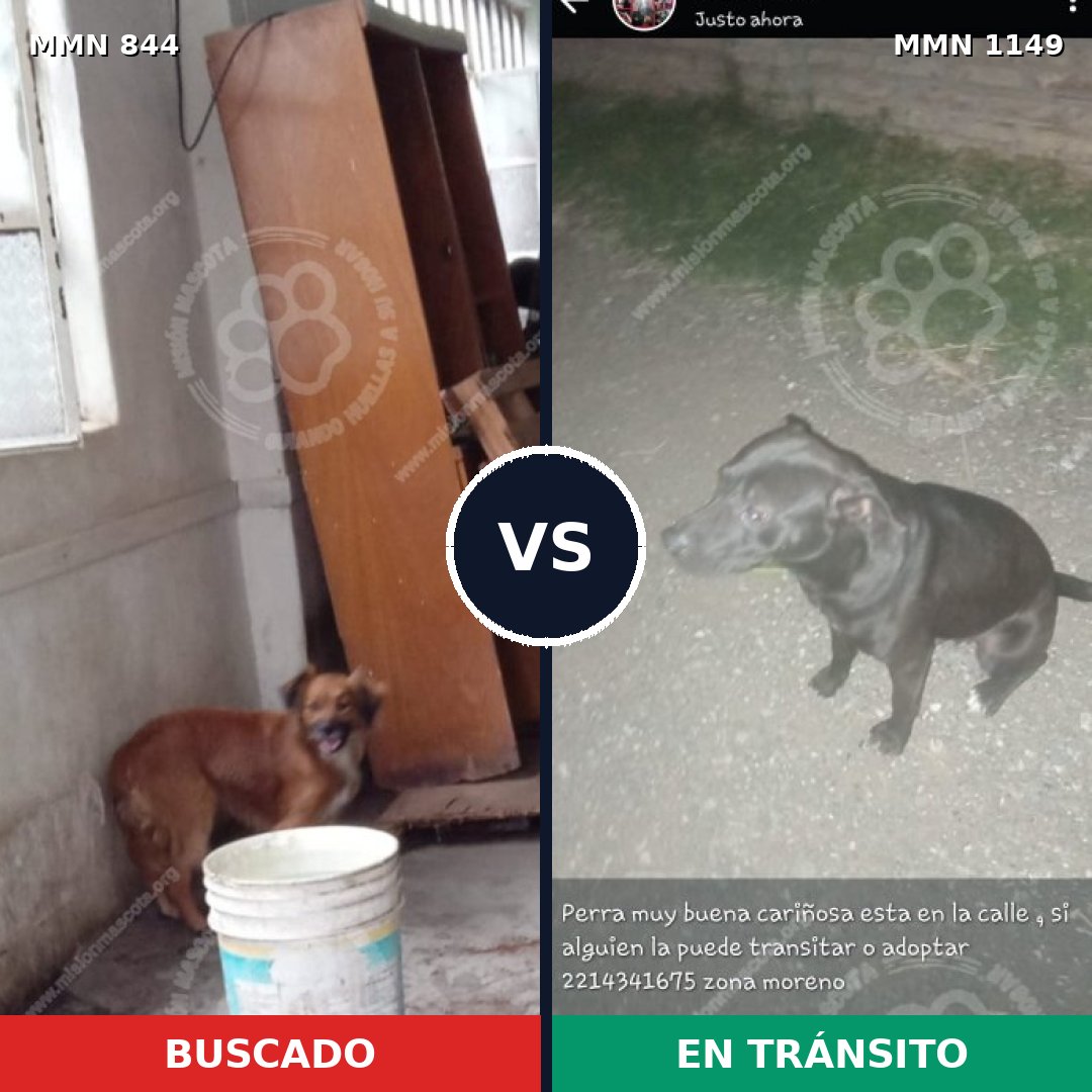 Comparativa MMS 17267: mascota perdida y mascota encontrada, 46% de similitud