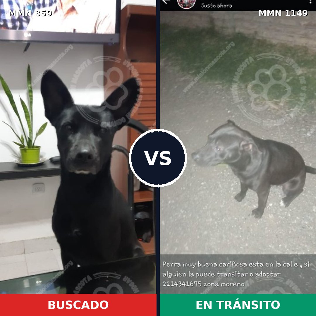 Comparativa MMS 17268: mascota perdida y mascota encontrada, 61% de similitud