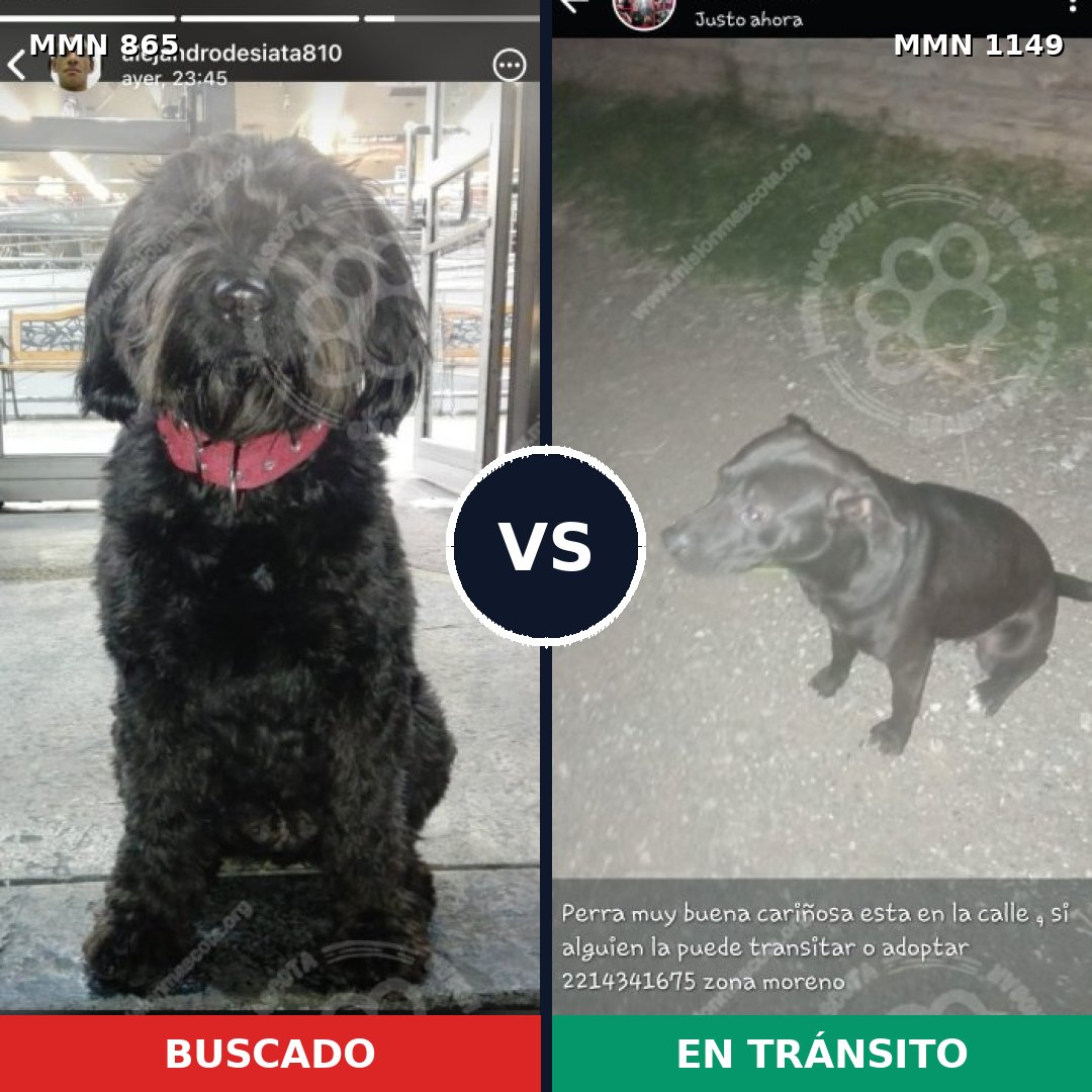 Comparativa MMS 17269: mascota perdida y mascota encontrada, 78% de similitud