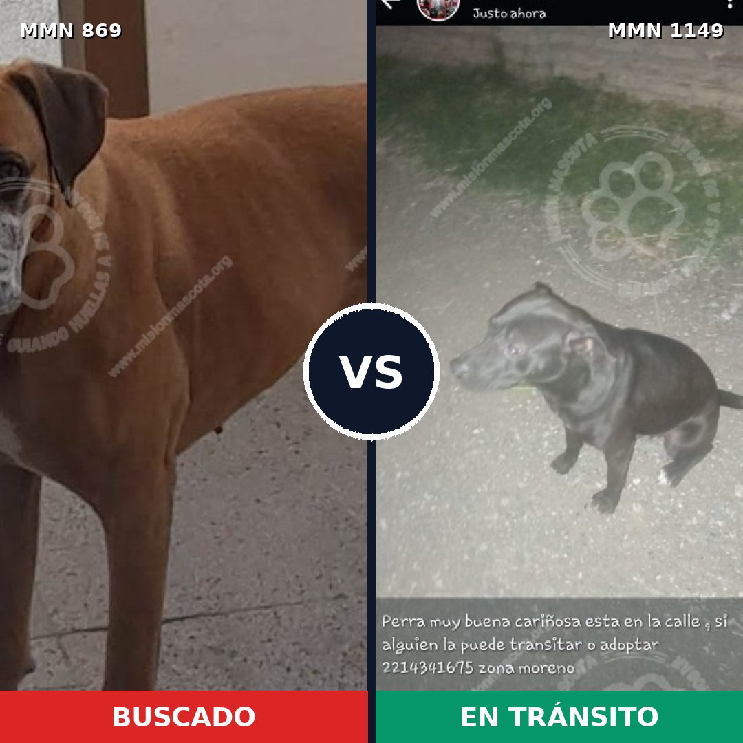 Comparativa MMS 17270: mascota perdida y mascota encontrada, 61% de similitud