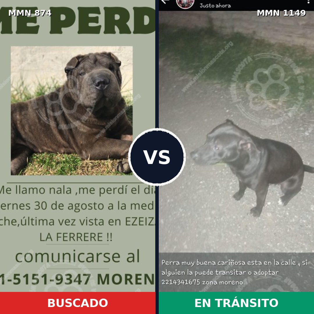 Comparativa MMS 17272: mascota perdida y mascota encontrada, 51% de similitud