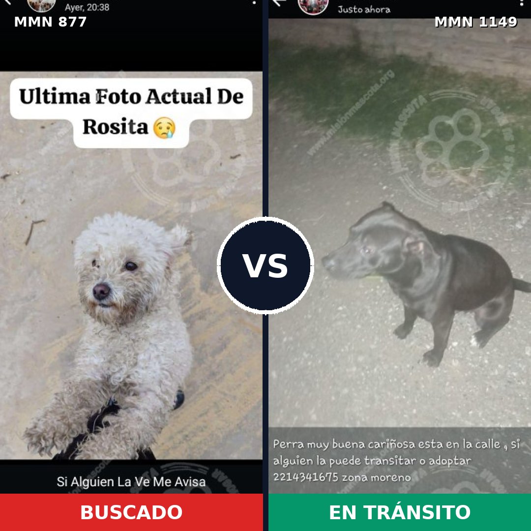 Comparativa MMS 17273: mascota perdida y mascota encontrada, 48% de similitud